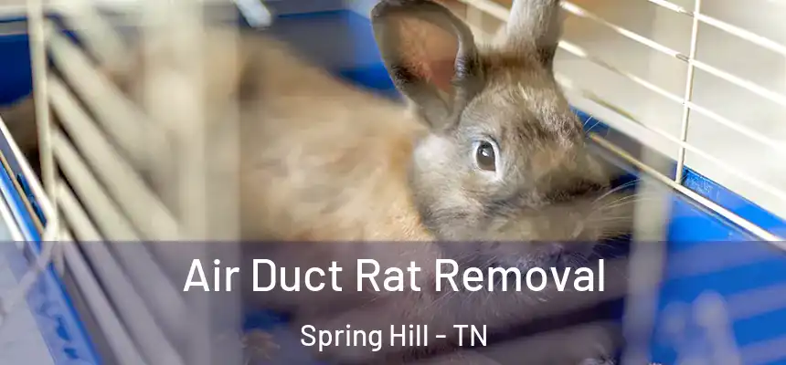  Air Duct Rat Removal Spring Hill - TN